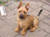 Australian Terrier Hund