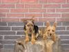 Australian Terrier Hund