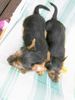 Australian Terrier Foto: DINGO & Lissy (ID 23697) Australian Terrier Hund