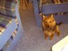 Australian Terrier Foto: Harley junior (ID 23862) Australian Terrier Hund