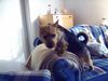 Australian Terrier Foto: Doricas Harley Junior (ID 22676) Australian Terrier Hund