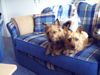 Australian Terrier Foto: Doricas Harley Junior u. Ivanhoe (ID 22536) Australian Terrier Hund