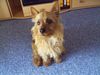 Australian Terrier Foto: Doricas Ivanhoe (ID 22581) Australian Terrier Hund