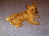Australian Terrier Foto: Doricas Ivanhoe (ID 22822) Australian Terrier Hund