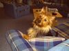 Australian Terrier Foto: Doricas Harley Junior (ID 22582) Australian Terrier Hund