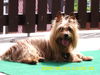 Australian Terrier Hund