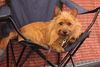 Australian Terrier Hund