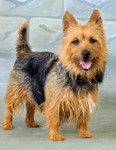 Australian Terrier Hund