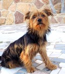 Australian Terrier Hund