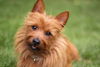 Australian Terrier Hund