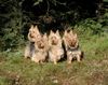 Australian Terrier Foto: v.d. Lausbuben Liebhaberzucht (ID 13627) Australian Terrier Hund