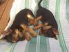 Australian Terrier Foto: Dingo und Lissi, k.o vom spielen. (ID 22416) Australian Terrier Hund