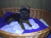 Australian Terrier Foto: DINGO, die 1. Nacht im neuen Heim (ID 23693) Australian Terrier Hund
