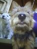 Australian Terrier Foto: Nasen im Wind (ID 23906) Australian Terrier Hund