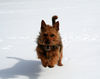 Australian Terrier Hund