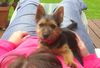 Australian Terrier Foto: Auf Frauchen ist es am bequemsten ... (ID 23695) Australian Terrier Hund