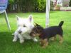 Australian Terrier Hund