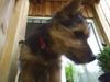 Australian Terrier Foto: DINGO (ID 23696) Australian Terrier Hund