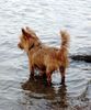 Australian Terrier Foto: ich bin Terrier - nicht Aquarier (ID 21271) Australian Terrier Hund