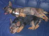 Australian Terrier Foto: total geschafft!!! (ID 26469) Australian Terrier Hund