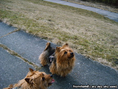 Australian Terrier Toby und Sammy auf´m Deich