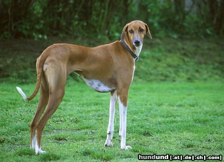 Azawakh Hunde Foto 15338 in höherer Auflösung ansehen Azawakh Aussie