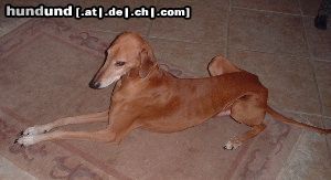 Azawakh Hunde Foto 8484 Azawakh Bergil