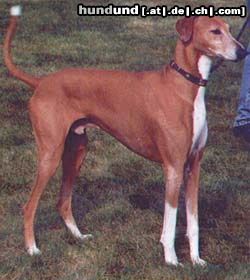 Azawakh Hunde Foto 8478 Azawakh Aulad al Sahra´s AHZAR = Zarry