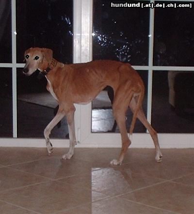 Azawakh Hunde Foto 4000 Azawakh Aschoura v. Fam. Gerritzen, hier mit 15 jahren