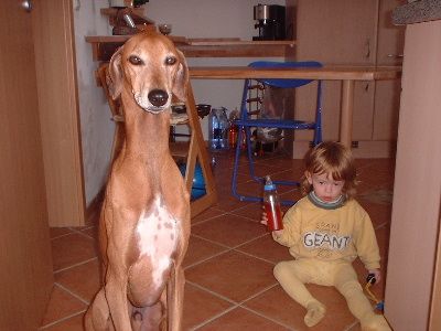 Azawakh Hunde Foto 1704 Azawakh und...azawakhs sind sehr wohl für kinder geeignet, die kleine auf dem bild wird mit ihnen groß