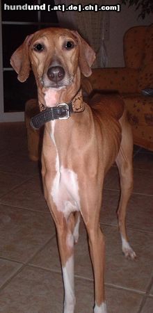 Azawakh Hunde Foto 4001 Azawakh Diddel v. Fam. Gerritzen