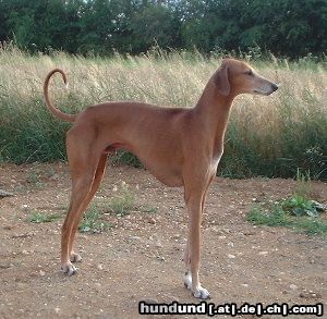 Azawakh Hunde Foto 3995 Azawakh Bergil Amenokal