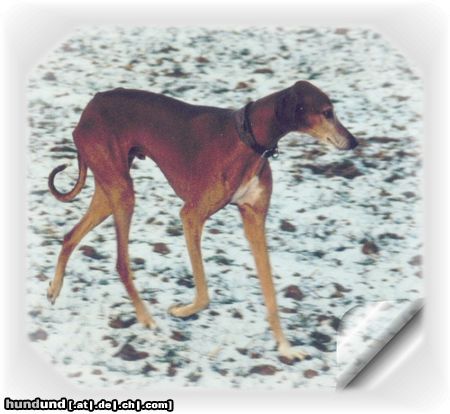 Azawakh Hunde Foto 8034 Azawakh Bergil...2003
