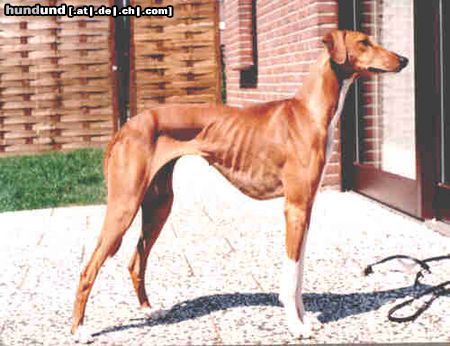 Azawakh Hunde Foto 8033 Azawakh Aschoura v. Fam. Gerritzen