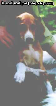 Azawakh Hunde Foto 4240 Azawakh Rashak
