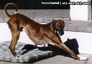 Azawakh Hunde Foto 4728 Azawakh