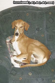 Azawakh Hunde Foto 4237 Azawakh Rashak's Couch