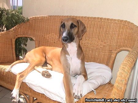 Azawakh Hunde Foto 8823 Azawakh Tatrit n\\\'Tufat de Garde-Epee - 7 months