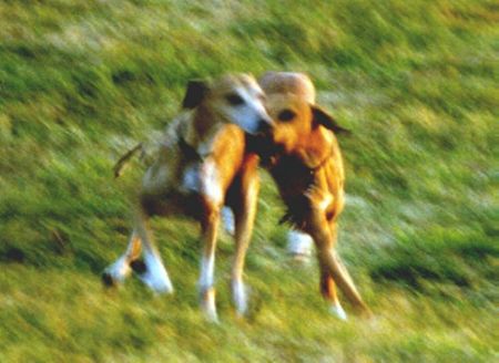 Azawakh Hunde Foto 1440 Azawakh