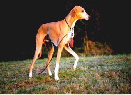 Azawakh Hunde Foto 1442 Azawakh