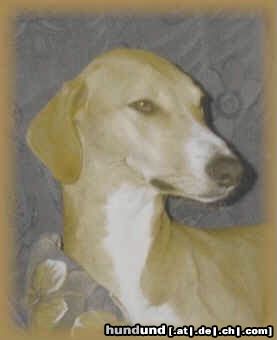 Azawakh Hunde Foto 4245 Azawakh Rashak