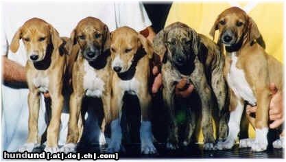 Azawakh Hunde Foto 4244 Azawakh Rashak (mitte) mit seinen Geschwistern