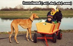 Azawakh Hunde Foto 4720 Azawakh