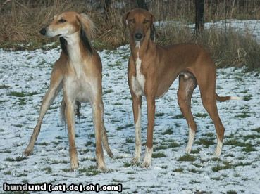Azawakh Hunde Foto 4726 Azawakh