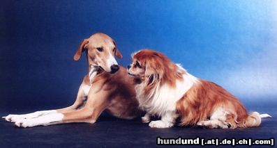 Azawakh Hunde Foto 4256 Azawakh Rashak mit Susi