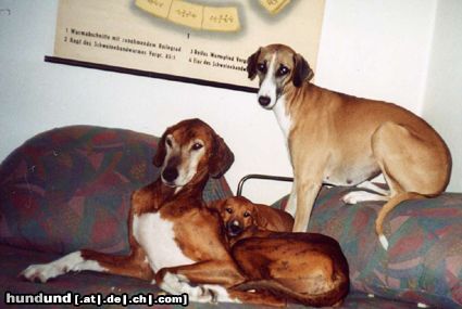 Azawakh Hunde Foto 4716 Azawakh