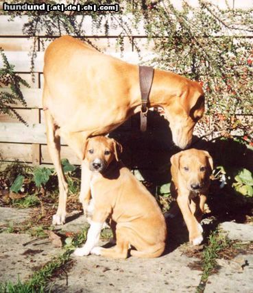 Azawakh Hunde Foto 4719 Azawakh Die Kleinen