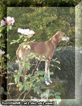 Azawakh Hunde Foto 4257 Azawakh Rashak