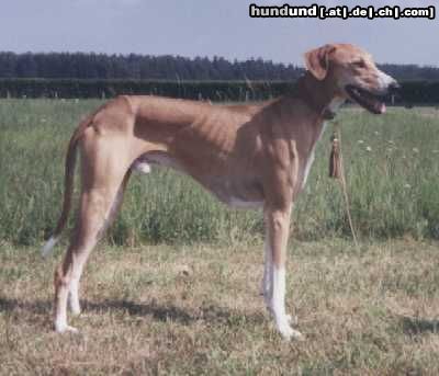 Azawakh Hunde Foto 4252 Azawakh Rashak