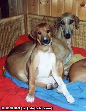 Azawakh Hunde Foto 4724 Azawakh